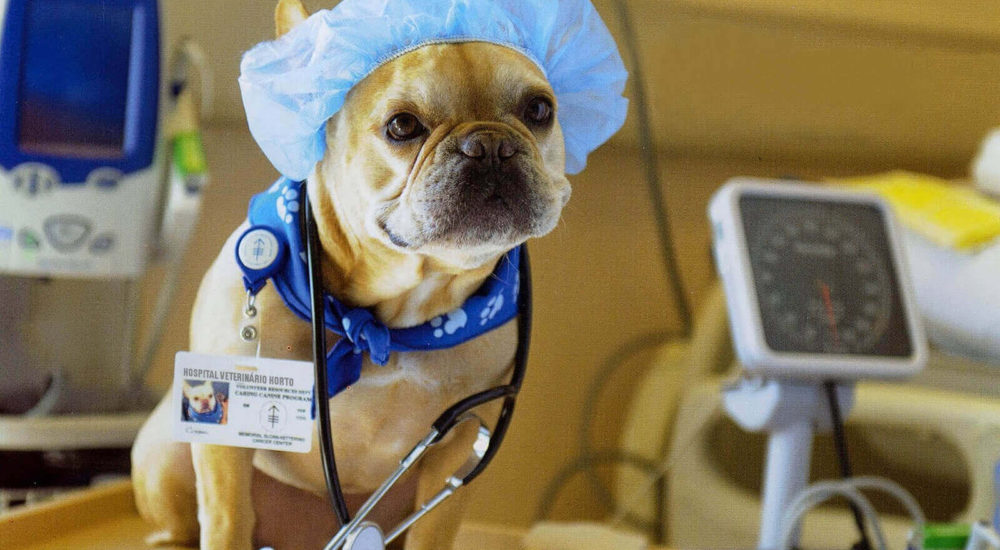 Anestesia Arca de Noé