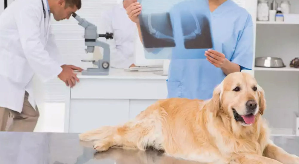 Radiologia  Arca de Noé