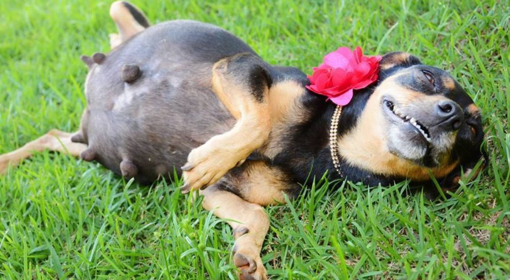 Ultra sonografia  Arca de Noé