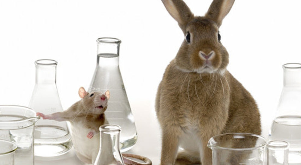 Laboratorio  Arca de Noé