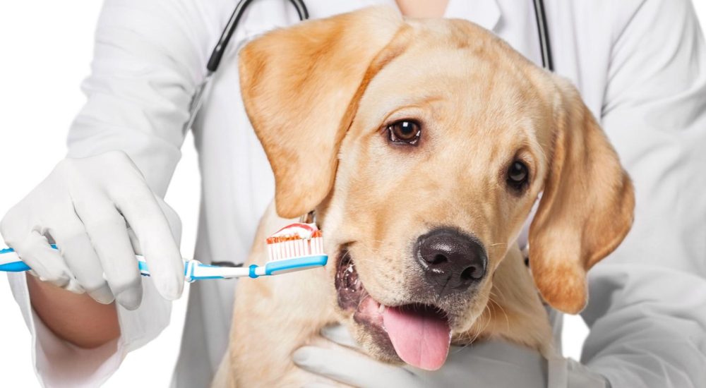 Odontologia  Arca de Noé