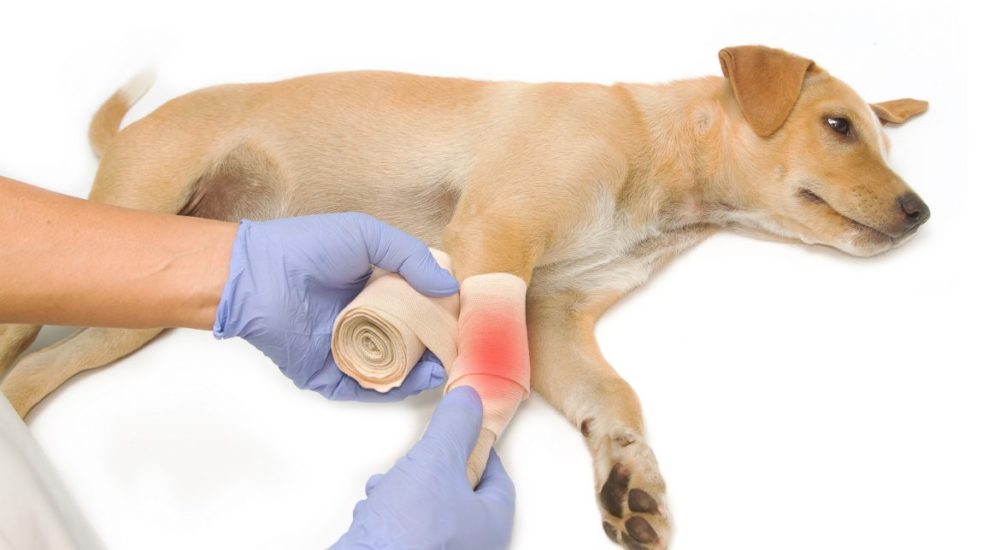 Ortopedia Arca de Noé