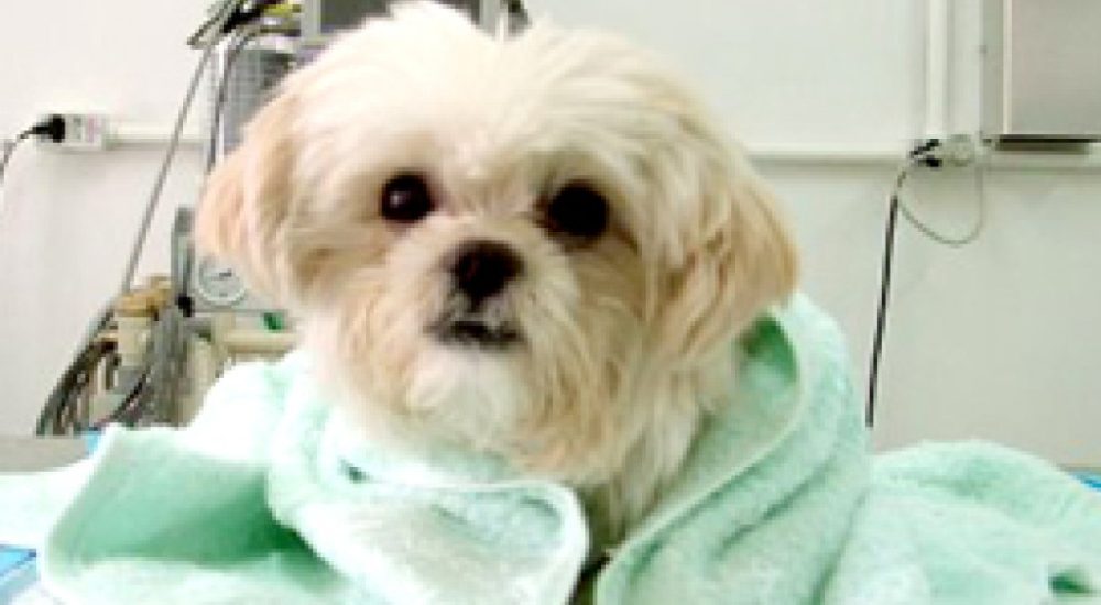 Internamento  Arca de Noé