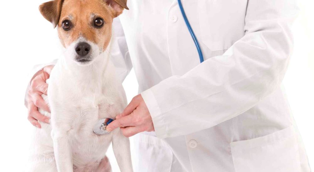 Veterianrio  Arca de Noé