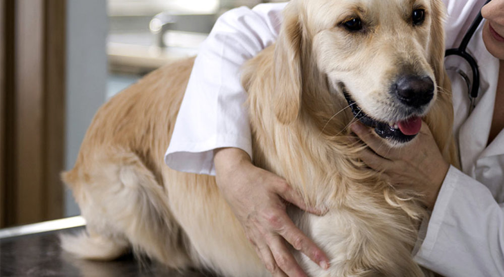 Plantão 24 horas  Arca de Noé