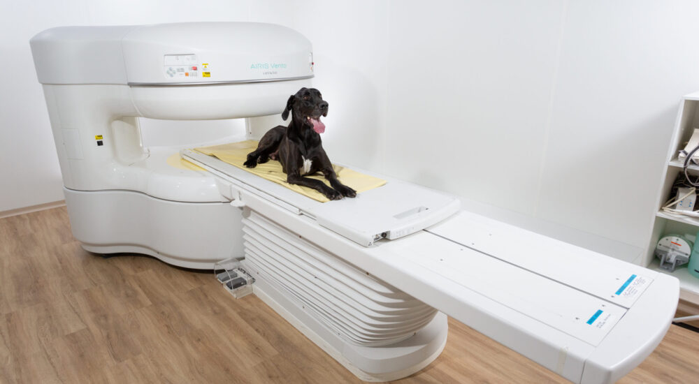 fotografia © 2023 Rubens Nemitz Jr