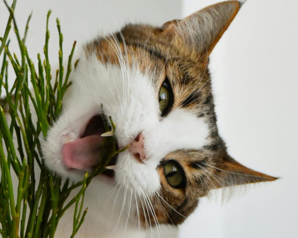 pexels-artem-makarov-289670876-13228128