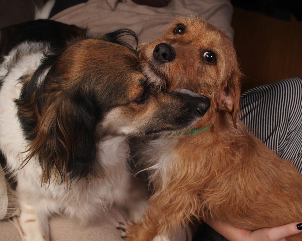 pexels-daigofotos-32710697