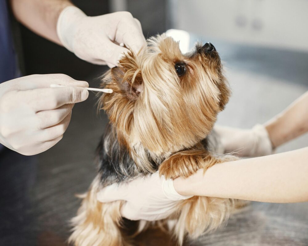 pexels-gustavo-fring-6816871