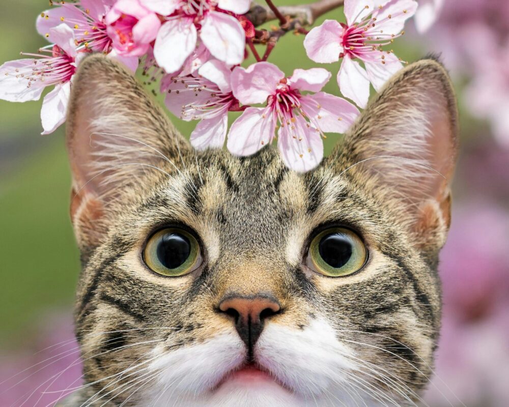 pexels-guvo59-28872299