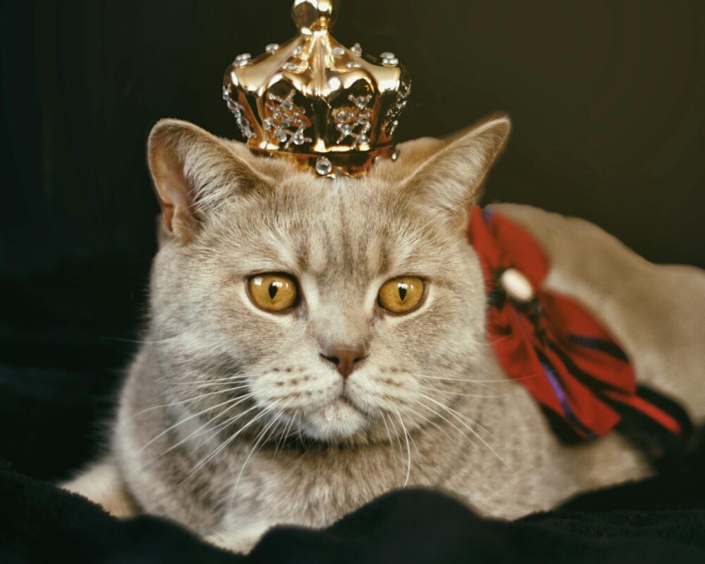 pexels-katarzyna-modrzejewska-495044-1314550