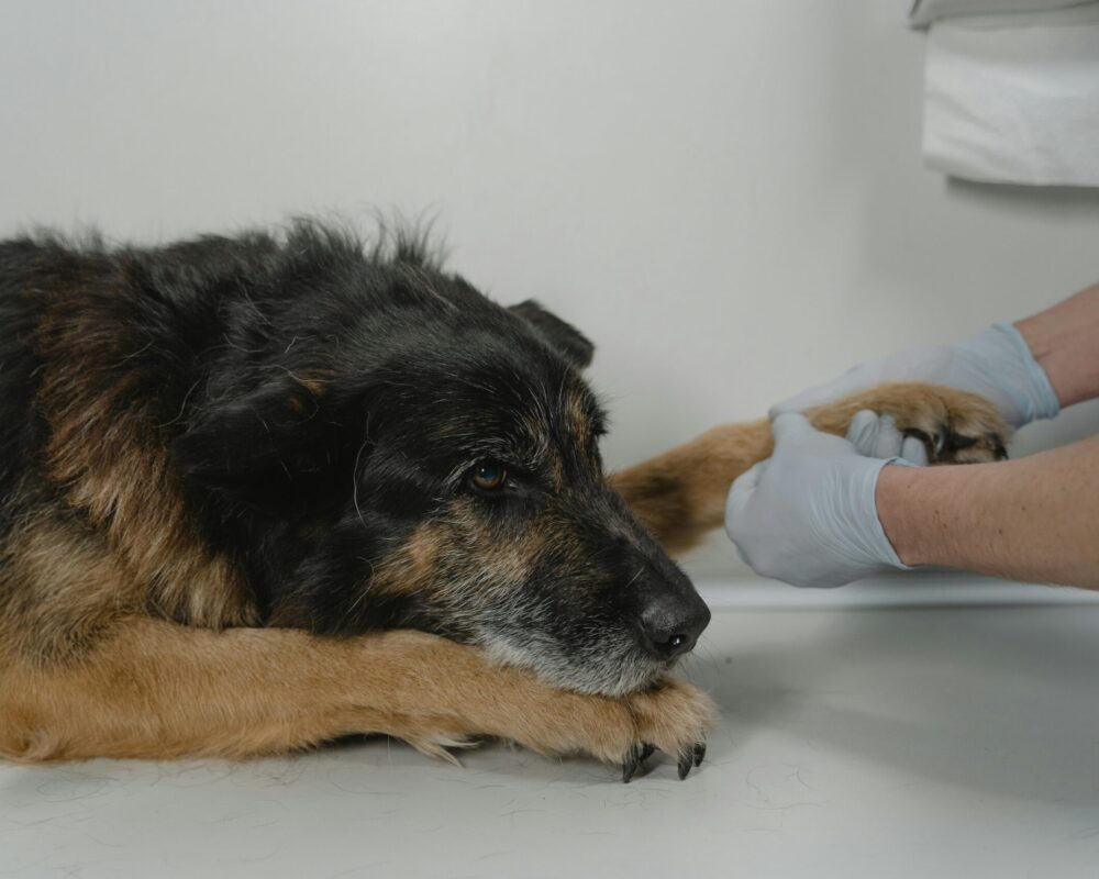 pexels-tima-miroshnichenko-6235018